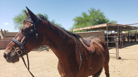 Identifying Discomfort in Your Horse: A Quick Guide