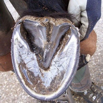 Magnawave PEMF for Equine Laminitis
