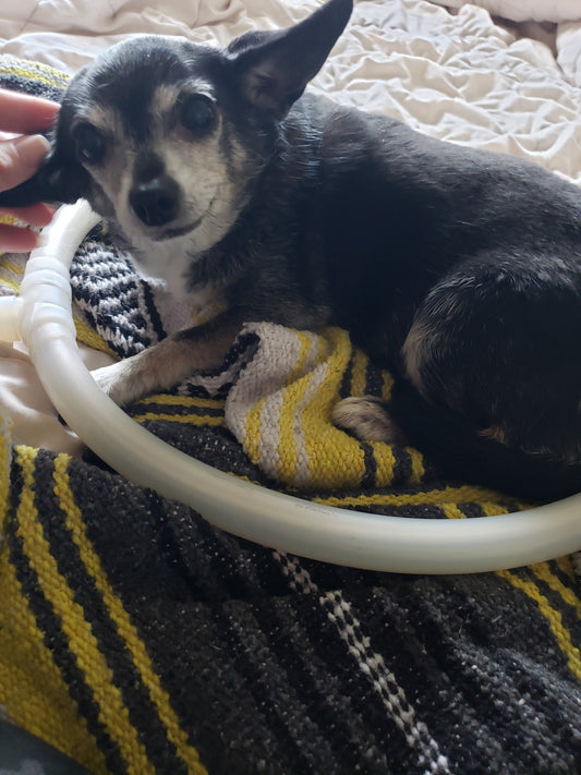 Why is PEMF Good for Pets?
