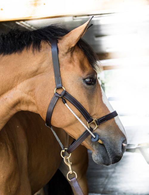 Halter Busy Buddy - Horse/Cob