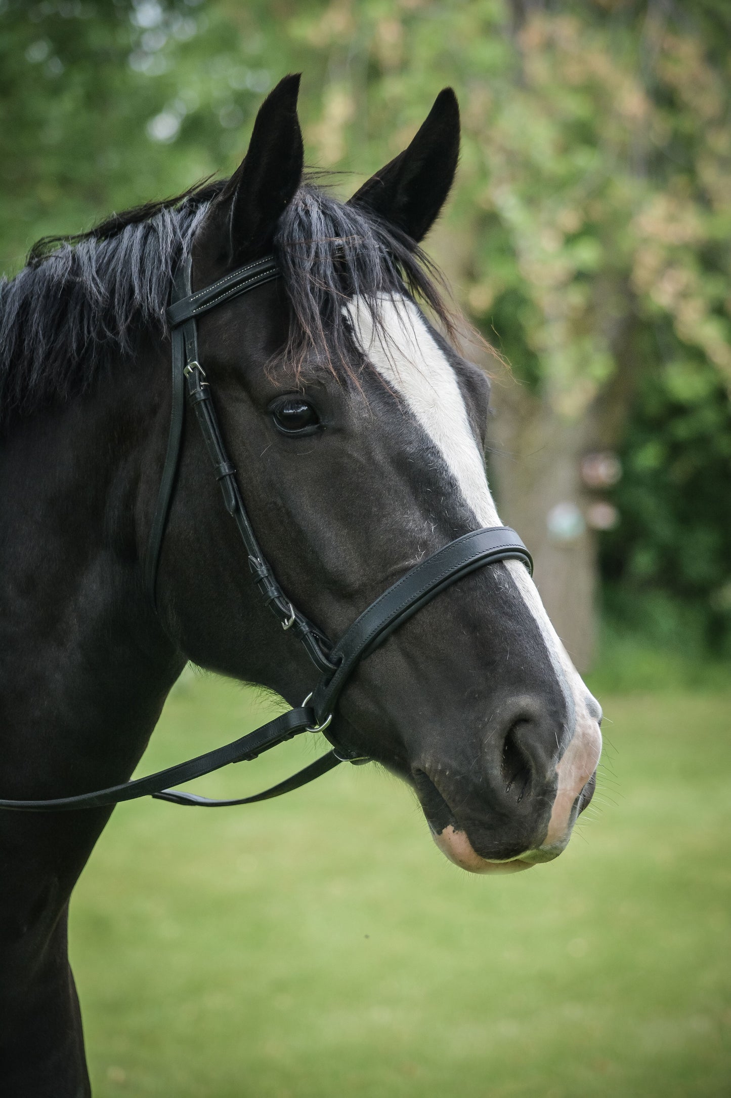 Bitless Noseband - COB Black